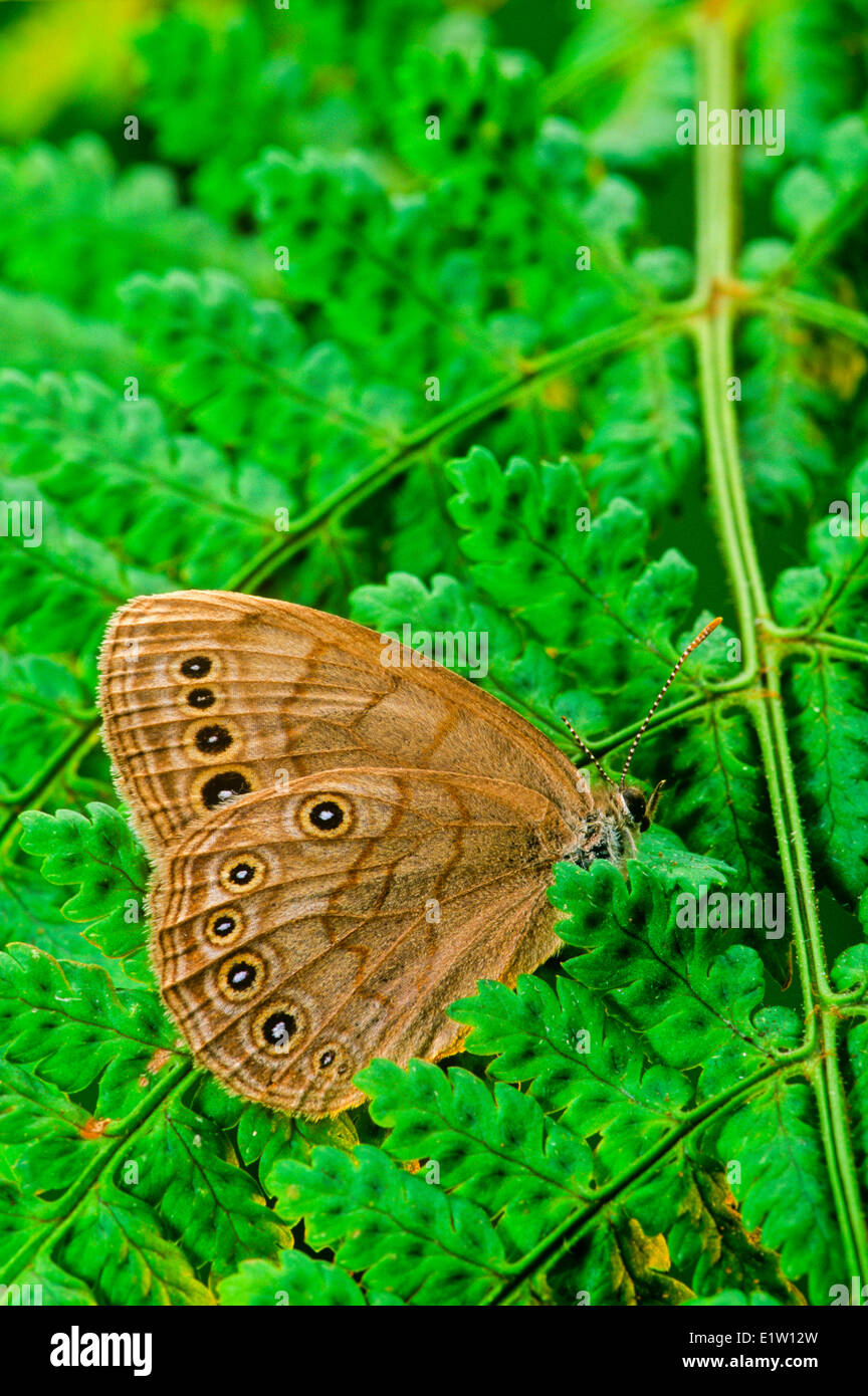 Augen braun Schmetterling, (Satyrodes Eurydice), ventrale Ansicht, Nordamerika Stockfoto