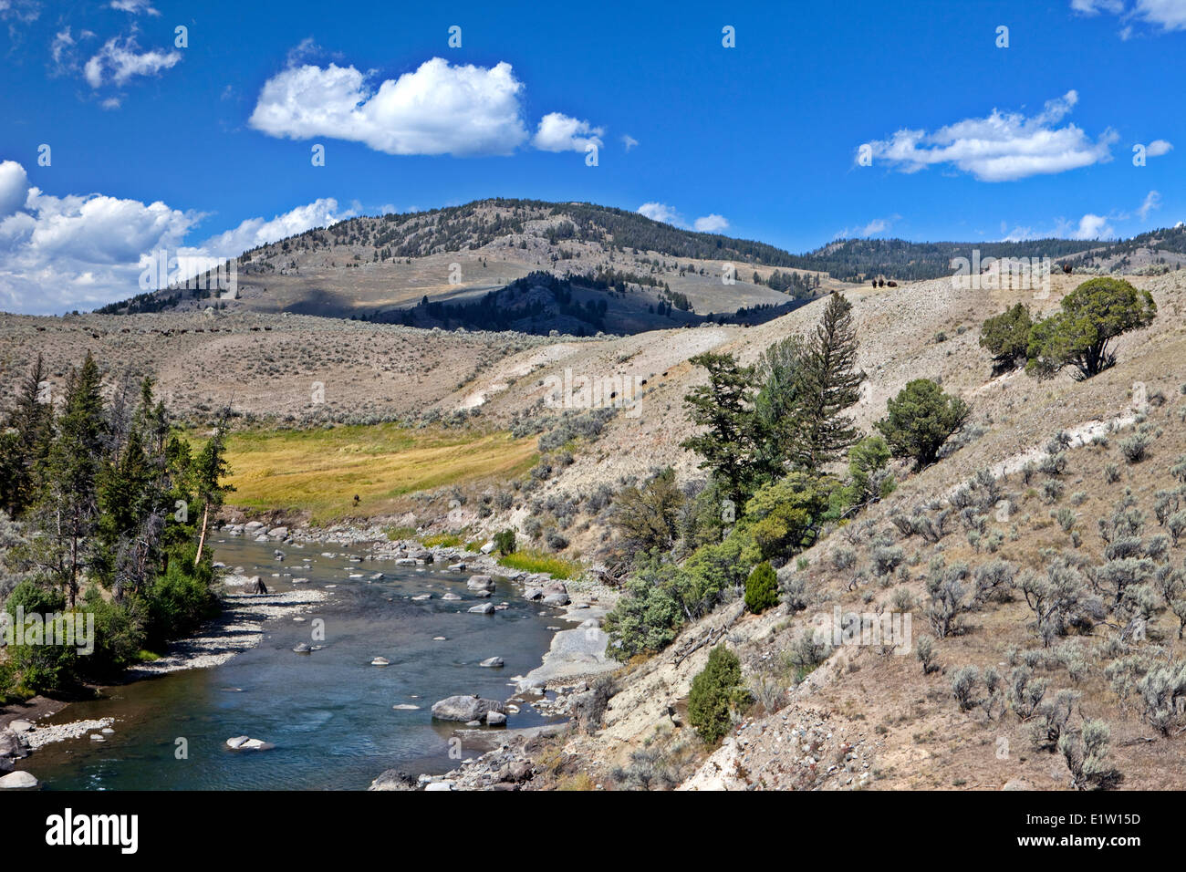 Lamar Valley mit Bisons, Bison Bonasus, Yellowstone-Nationalpark, Wyoming, USA Stockfoto