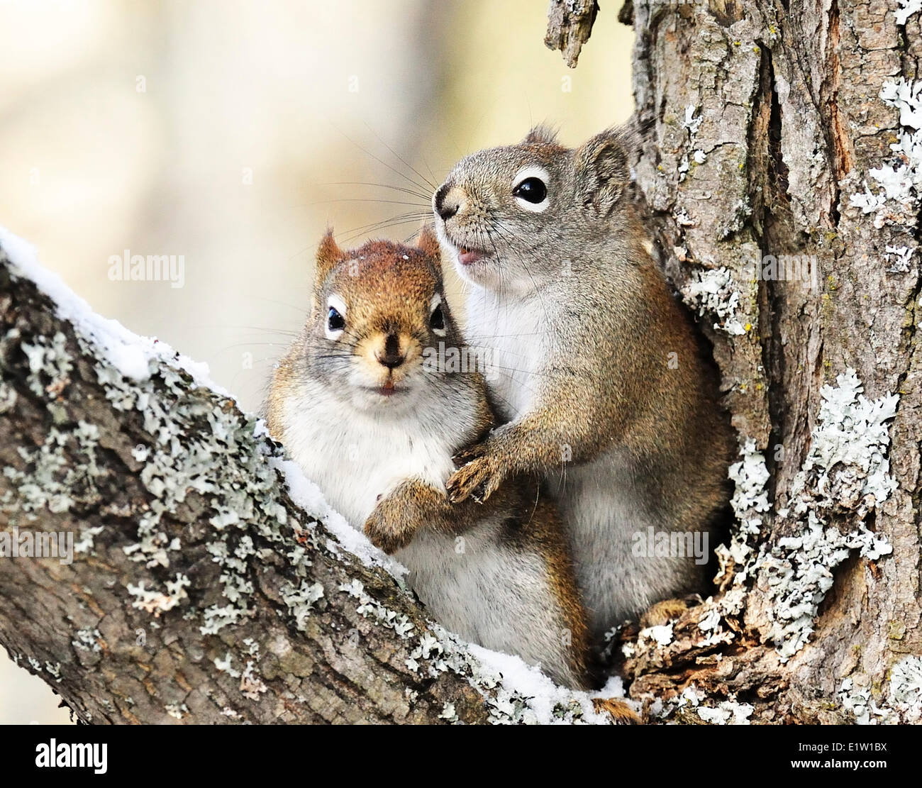 Zwei rote Eichhörnchen gefangen in einer Imitate Begegnung während der Paarungszeit entlang der Vermilion River im Norden von Ontario, Kanada Stockfoto