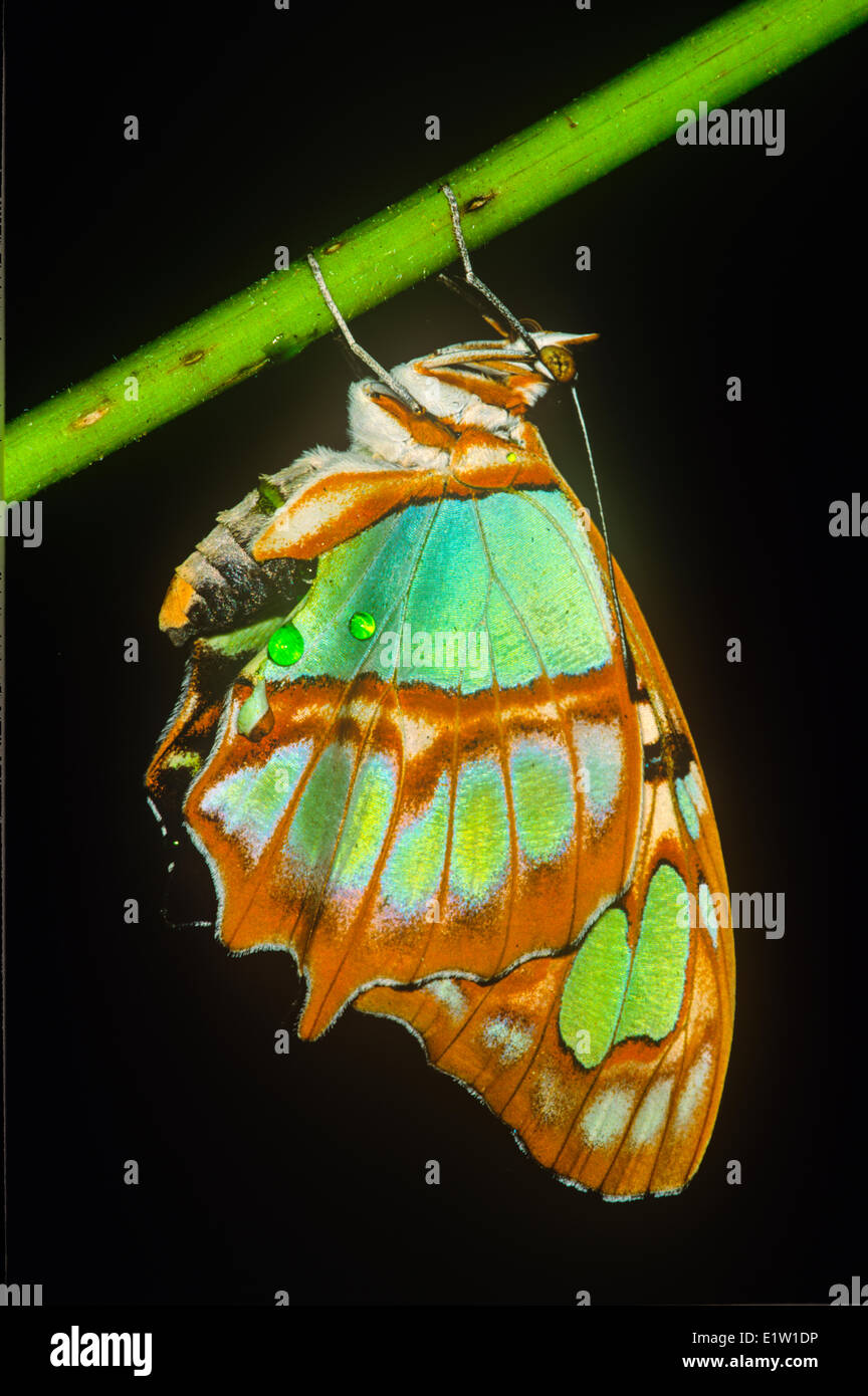 (Spiroeta Stelens Biplagiata) Malachit Schmetterling. Ventrale Ansicht, Costa Rica Stockfoto