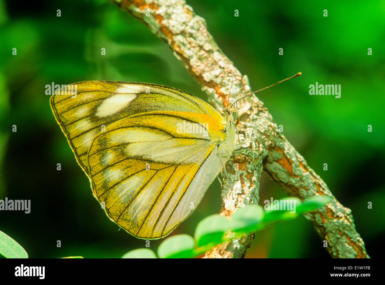 Gemeinsamen Sergeant Schmetterling, (Athyma Perius), ventrale Ansicht, Südasien und Südostasien. Stockfoto