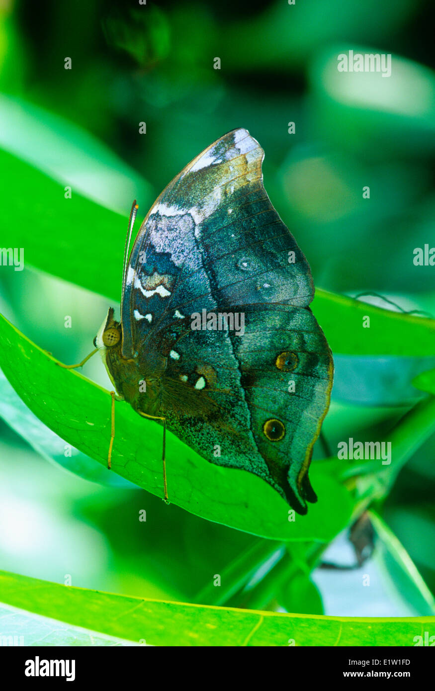 Autumnleaf Schmetterling, (Doleschallia Bisaltide), ventrale Ansicht, Indien, auch in Australien gefunden wo als Leafwing bekannt. Stockfoto