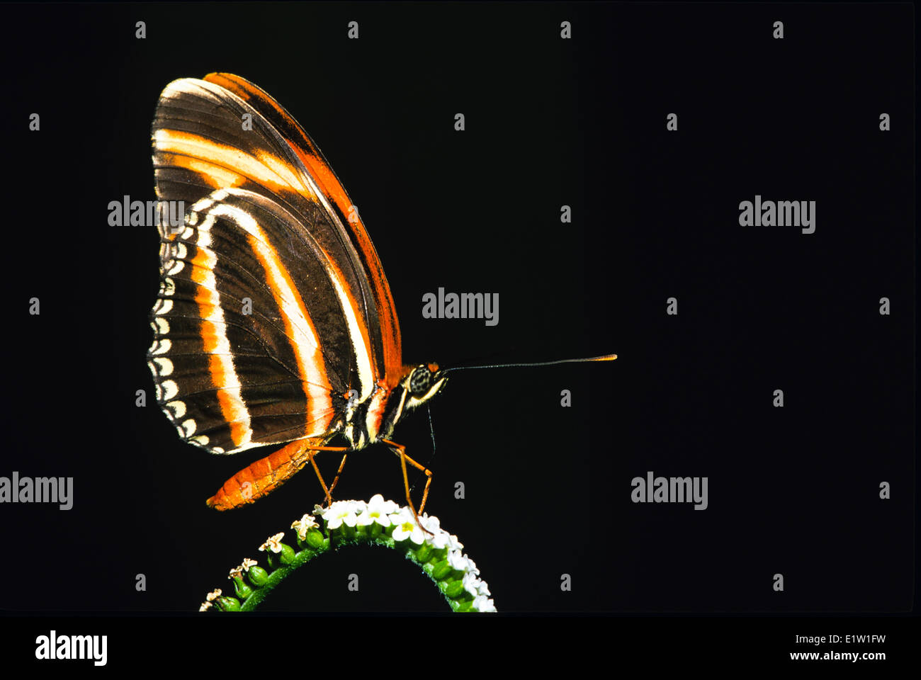 Gebänderten Longwing Schmetterling, ventrale Ansicht (Dryadula Phaetusa), S TX (selten verirrte), E & S Mexiko nach Brasilien Stockfoto