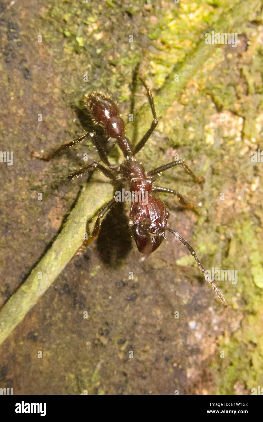 Bullet Ant, Paraponeragroße clavata Stockfoto