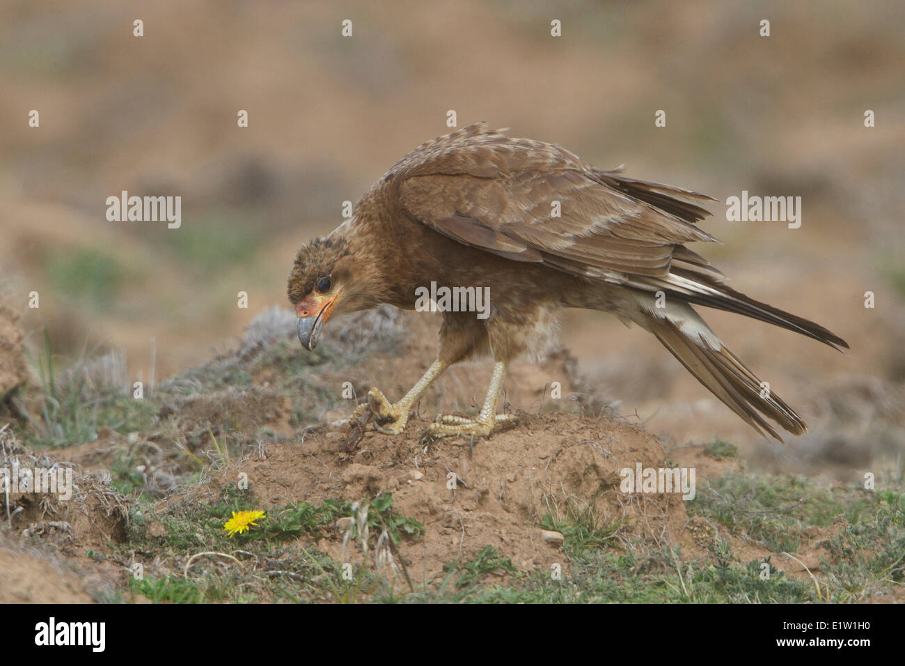 Berg-Karakara (Phalcoboenus Megalopterus) thront auf dem Boden im Hochland von Peru. Stockfoto