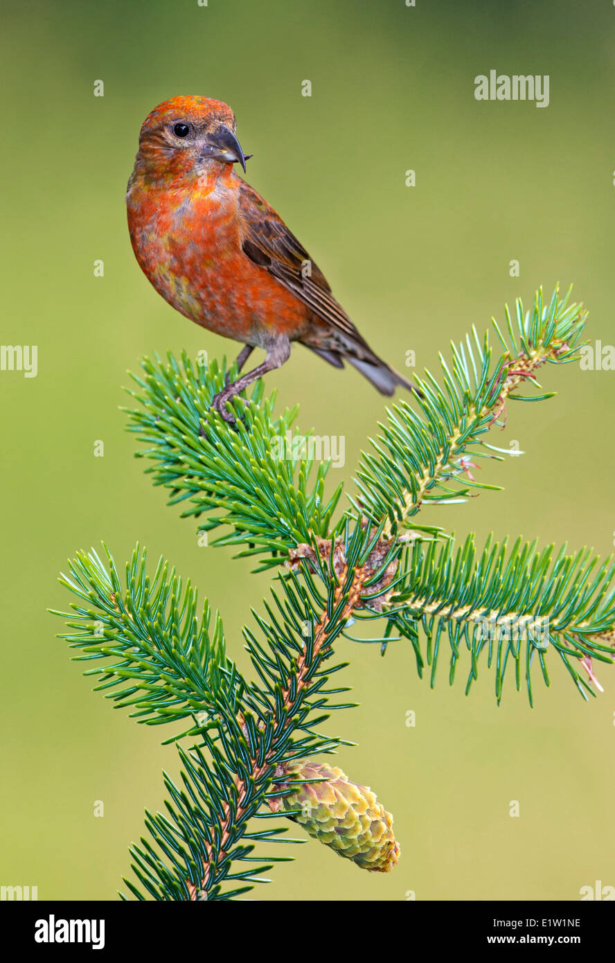 Rot Fichtenkreuzschnabel (Loxia Curvirostra) - Saanich BC, Kanada Stockfoto