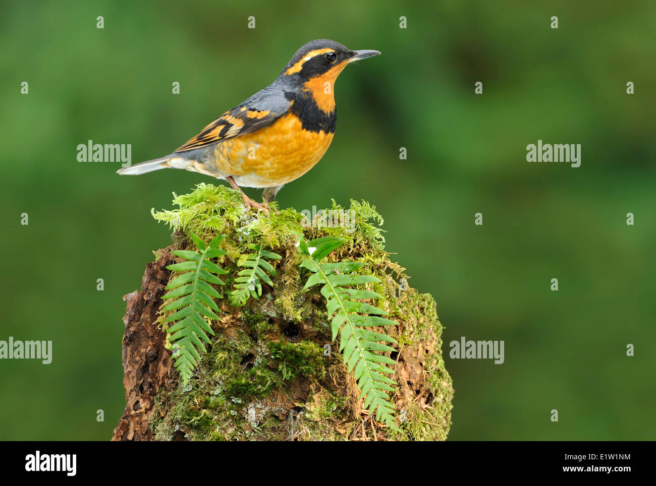 Abwechslungsreiche Soor (Ixoreus Naevius) - North Saanich BC, Kanada Stockfoto