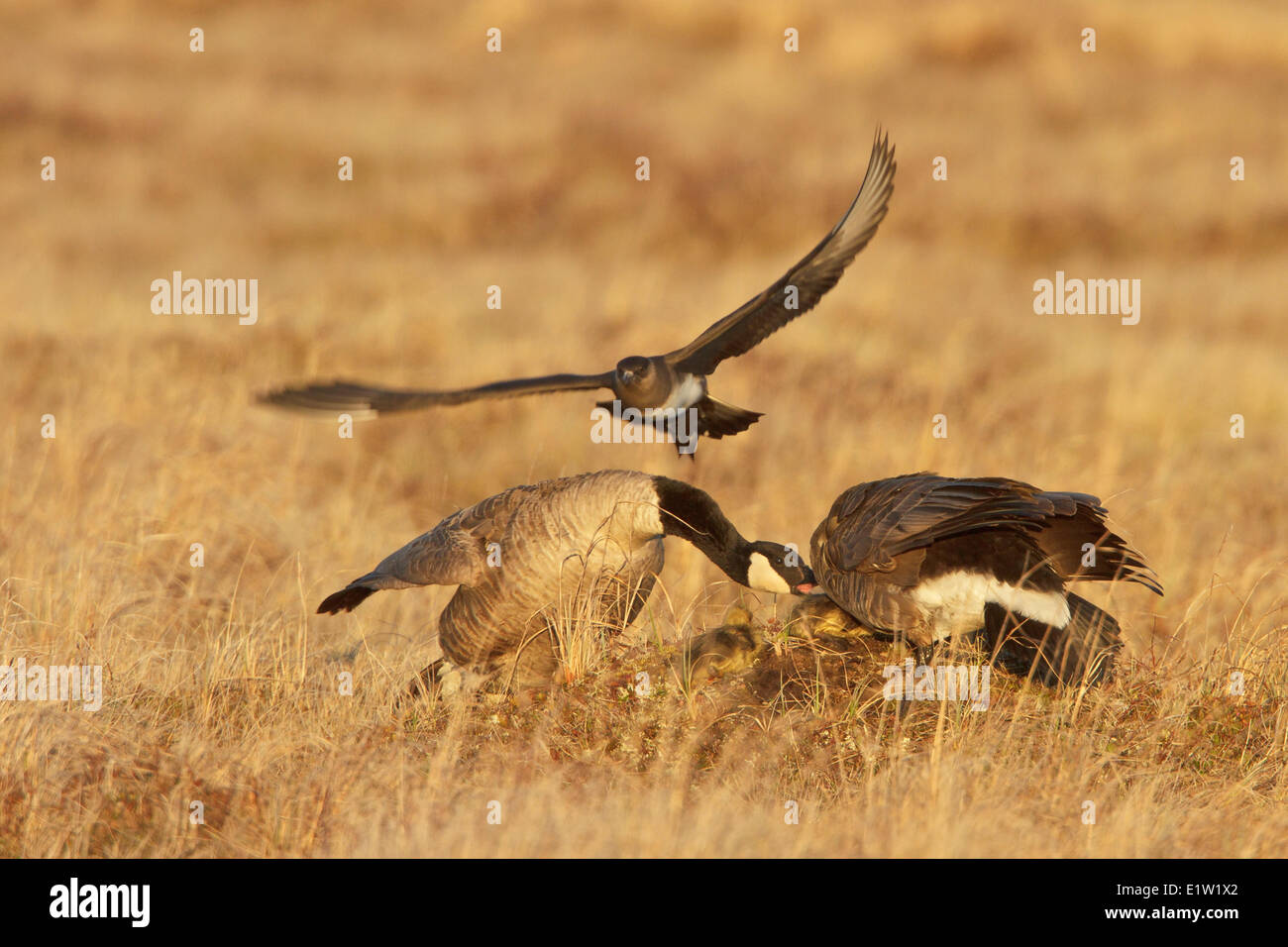 Parasitäre Jaeger, Arctic Skua, über die Tundra fliegen in der Nähe von Churchill Manitoba, Kanada. Stockfoto