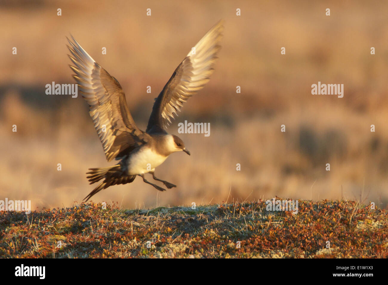 Parasitäre Jaeger, Arctic Skua, über die Tundra fliegen in der Nähe von Churchill Manitoba, Kanada. Stockfoto