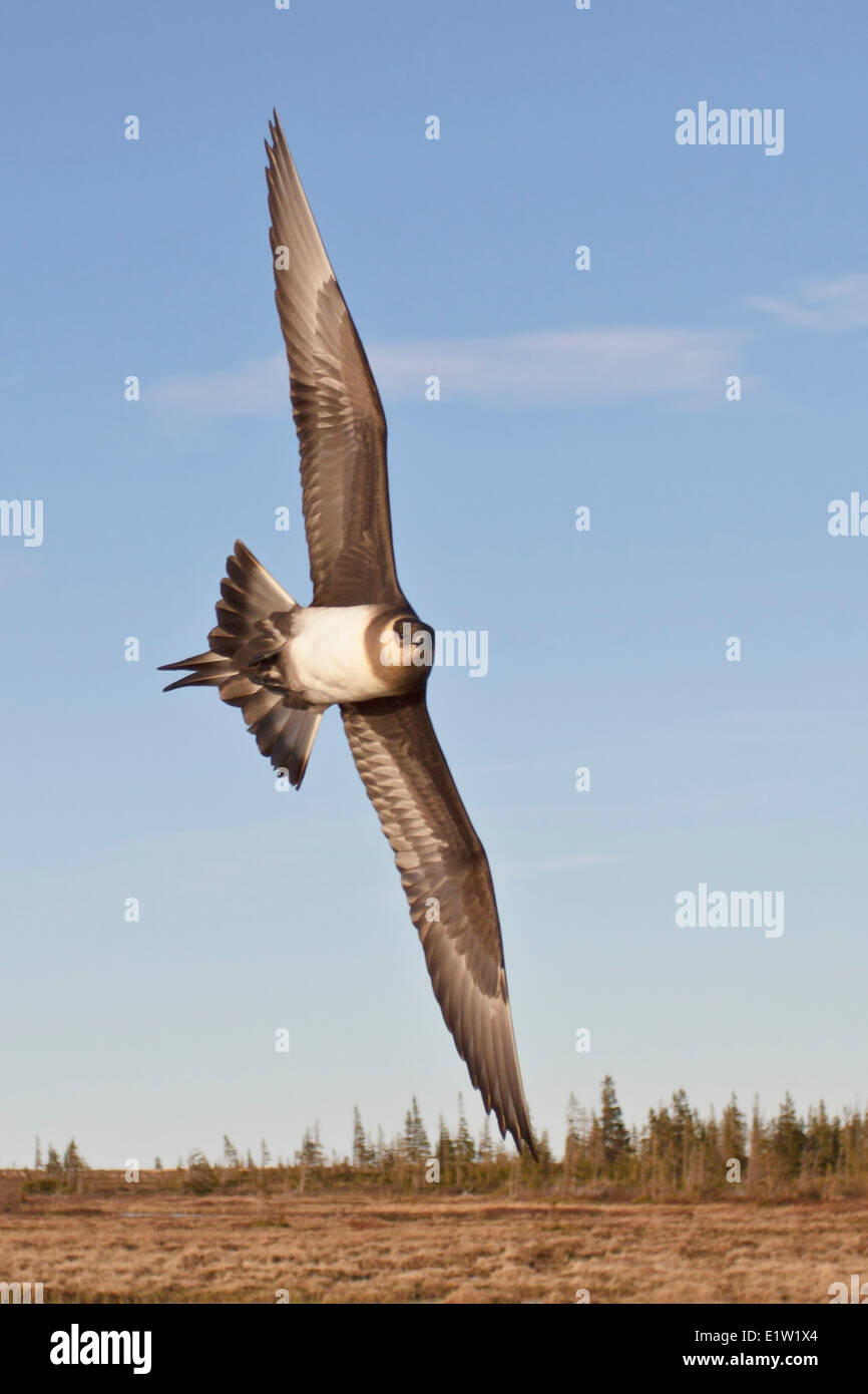 Parasitäre Jaeger, Arctic Skua, über die Tundra fliegen in der Nähe von Churchill Manitoba, Kanada. Stockfoto