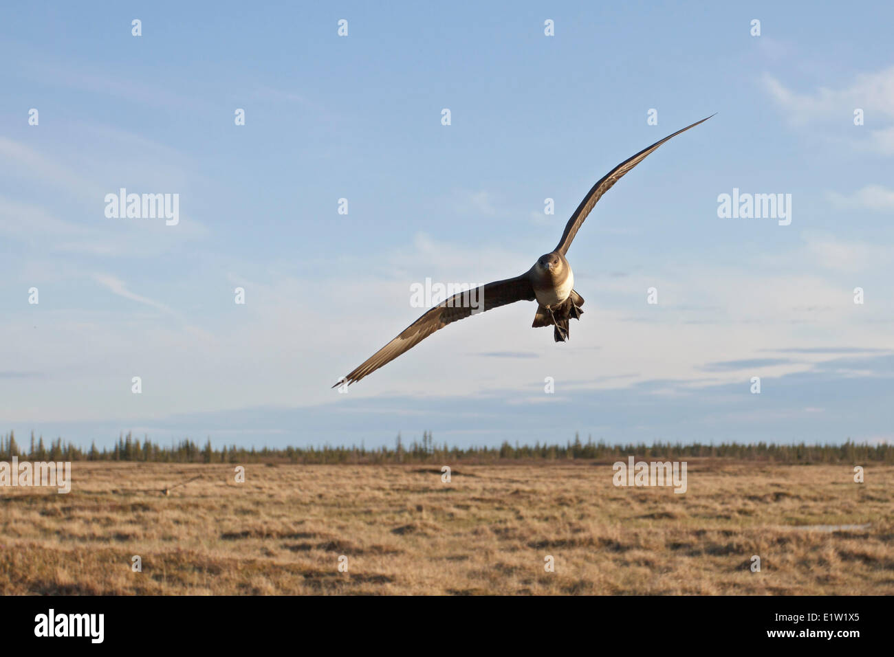 Parasitäre Jaeger, Arctic Skua, über die Tundra fliegen in der Nähe von Churchill Manitoba, Kanada. Stockfoto