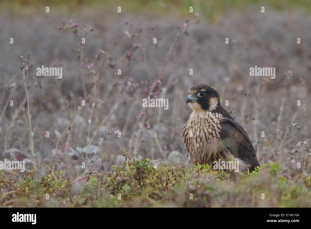 Wanderfalke (Falco Peregrinus) thront auf dem Boden in Peru. Stockfoto