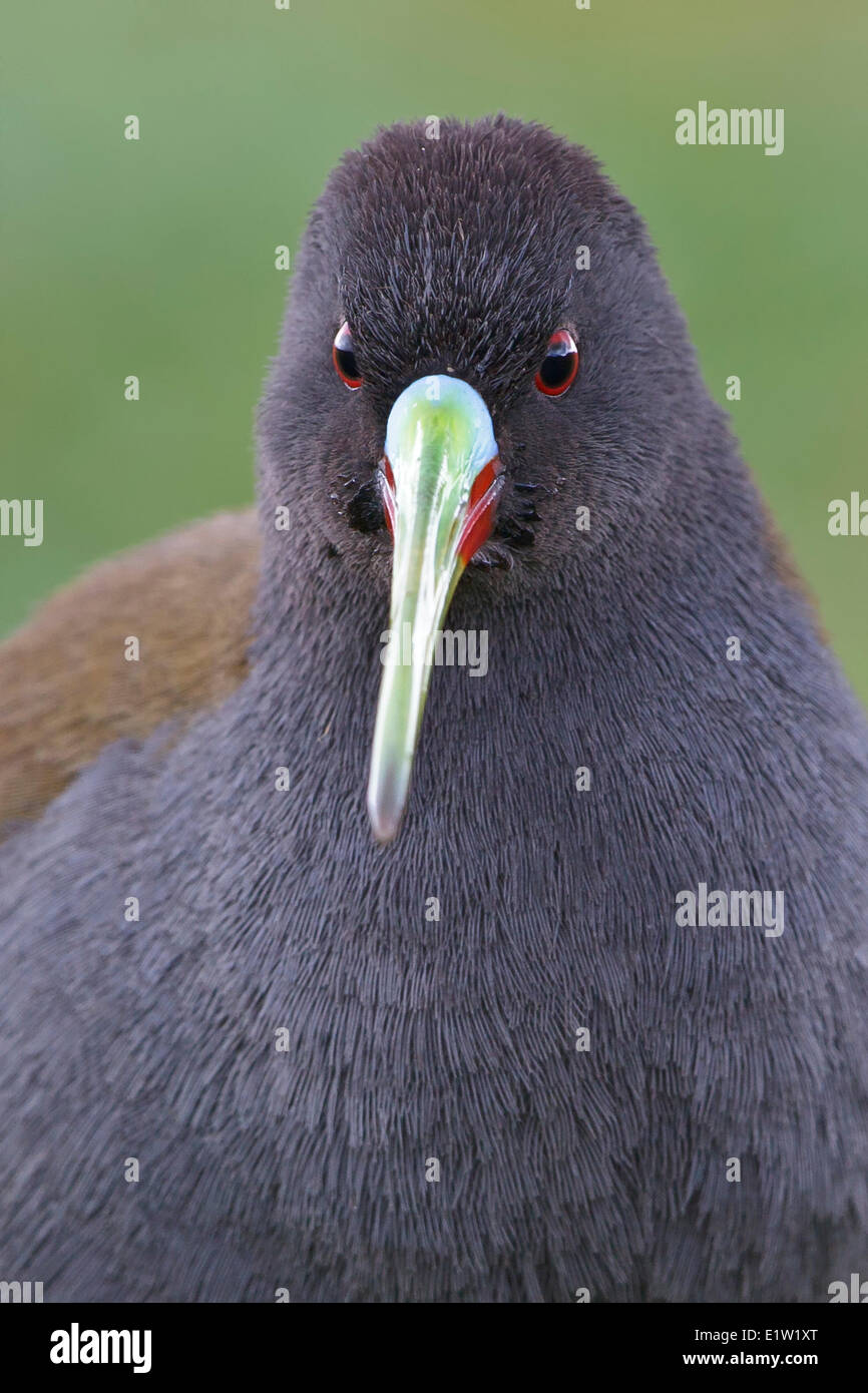 Plumbeous Schiene (Pardirallus Sanguinolentus) thront in einem Feuchtgebiet im Hochland von Peru. Stockfoto