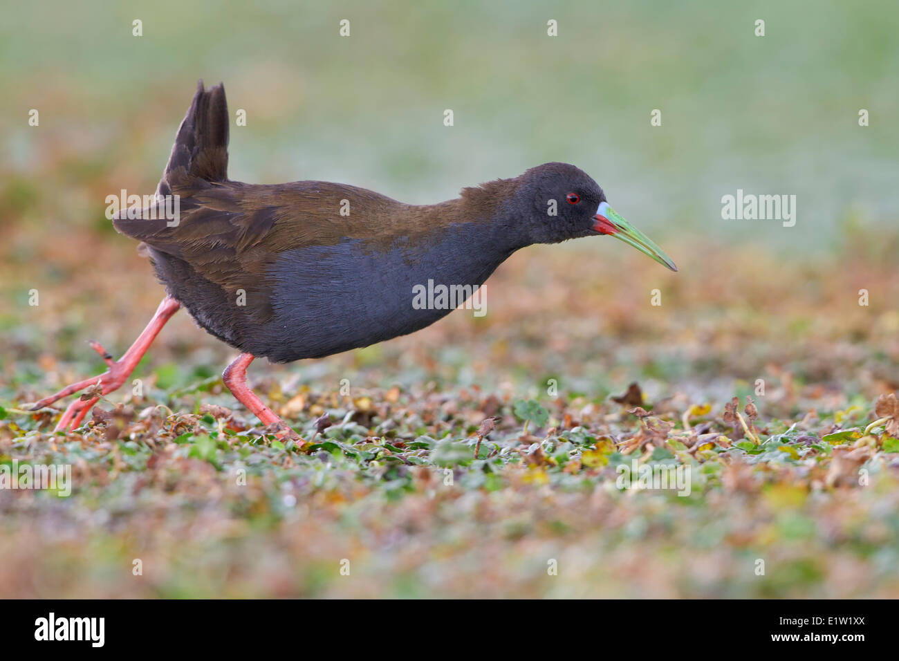 Plumbeous Schiene (Pardirallus Sanguinolentus) thront in einem Feuchtgebiet im Hochland von Peru. Stockfoto