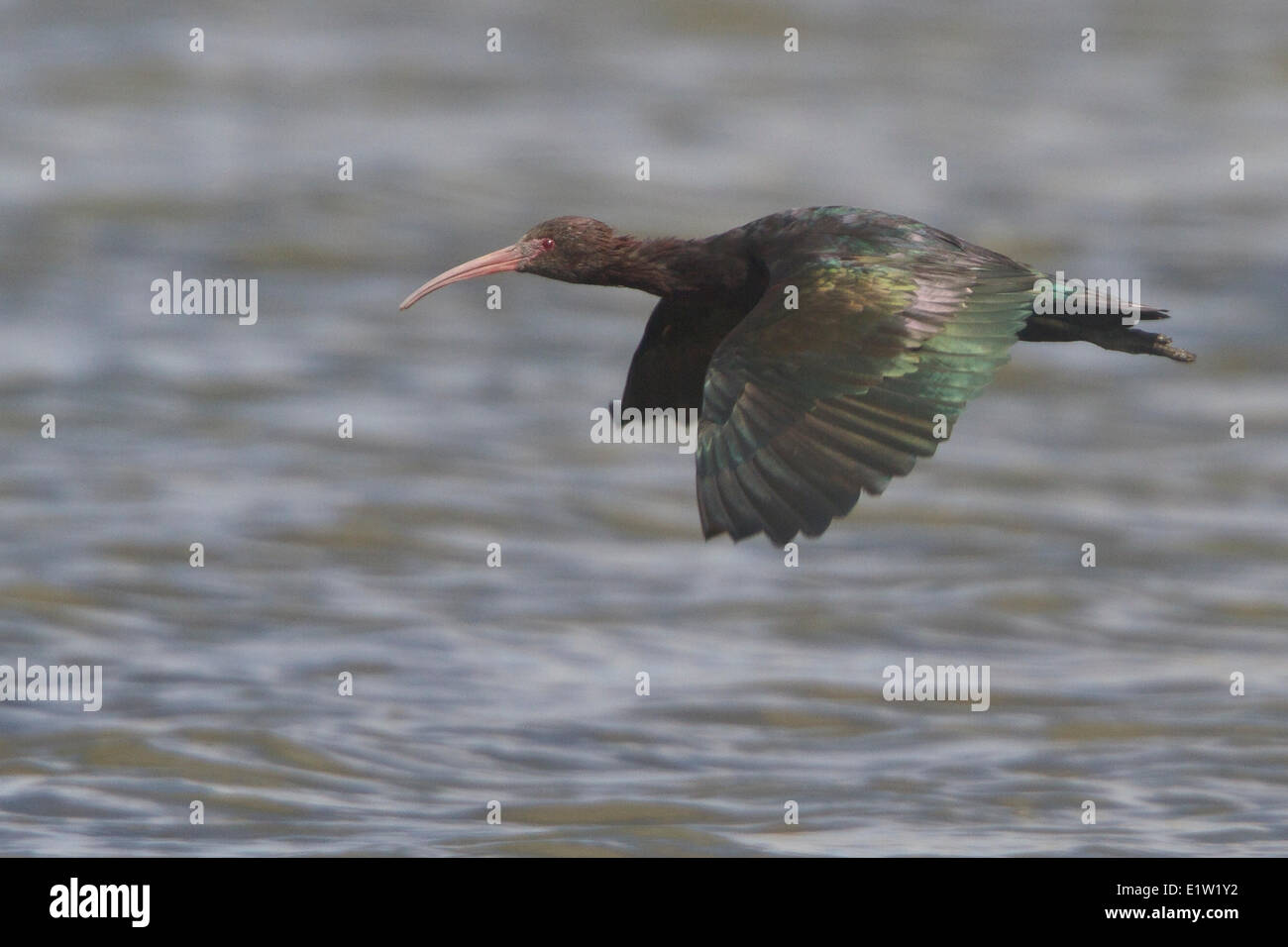 Puna Ibis (Plegadis Ridgwayi) fliegen in Peru. Stockfoto