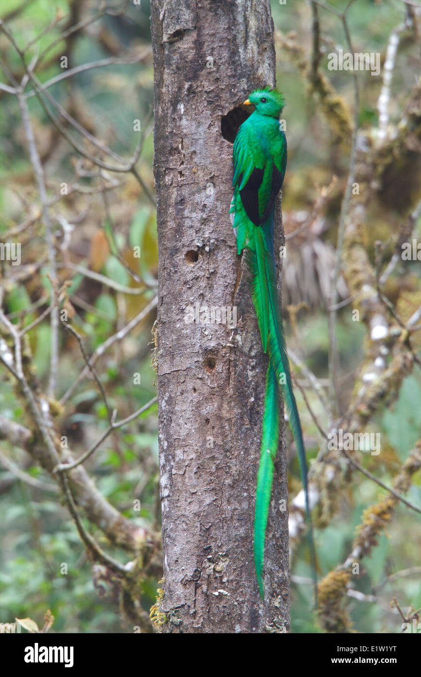 Resplendent Quetzal (Pharomachrus Mocinno) thront auf einem Ast in Costa Rica. Stockfoto