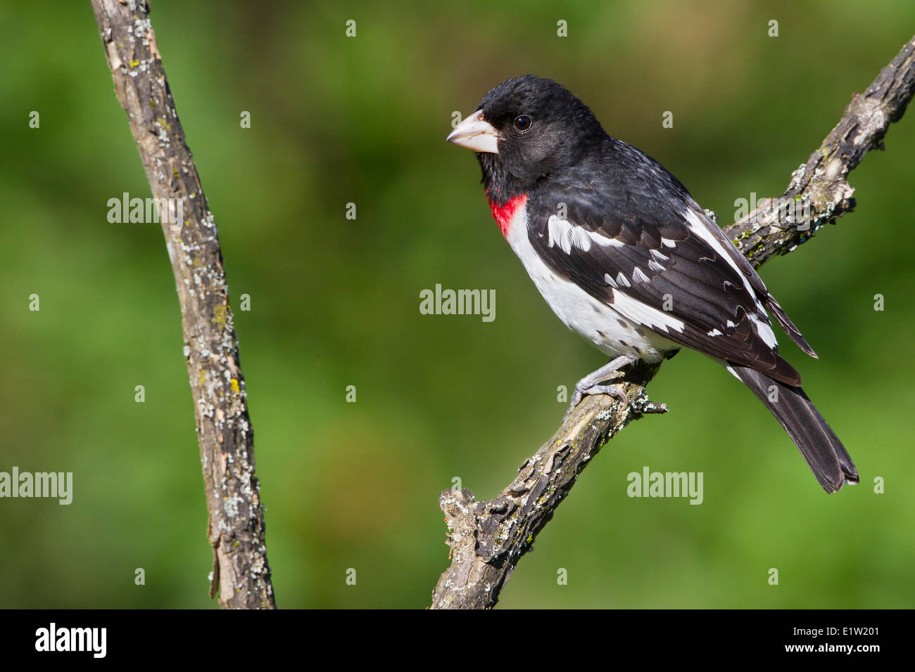 Rose – Breasted Kernbeißer (Pheucticus sich) thront auf einem Ast in Ost-Ontario, Kanada. Stockfoto