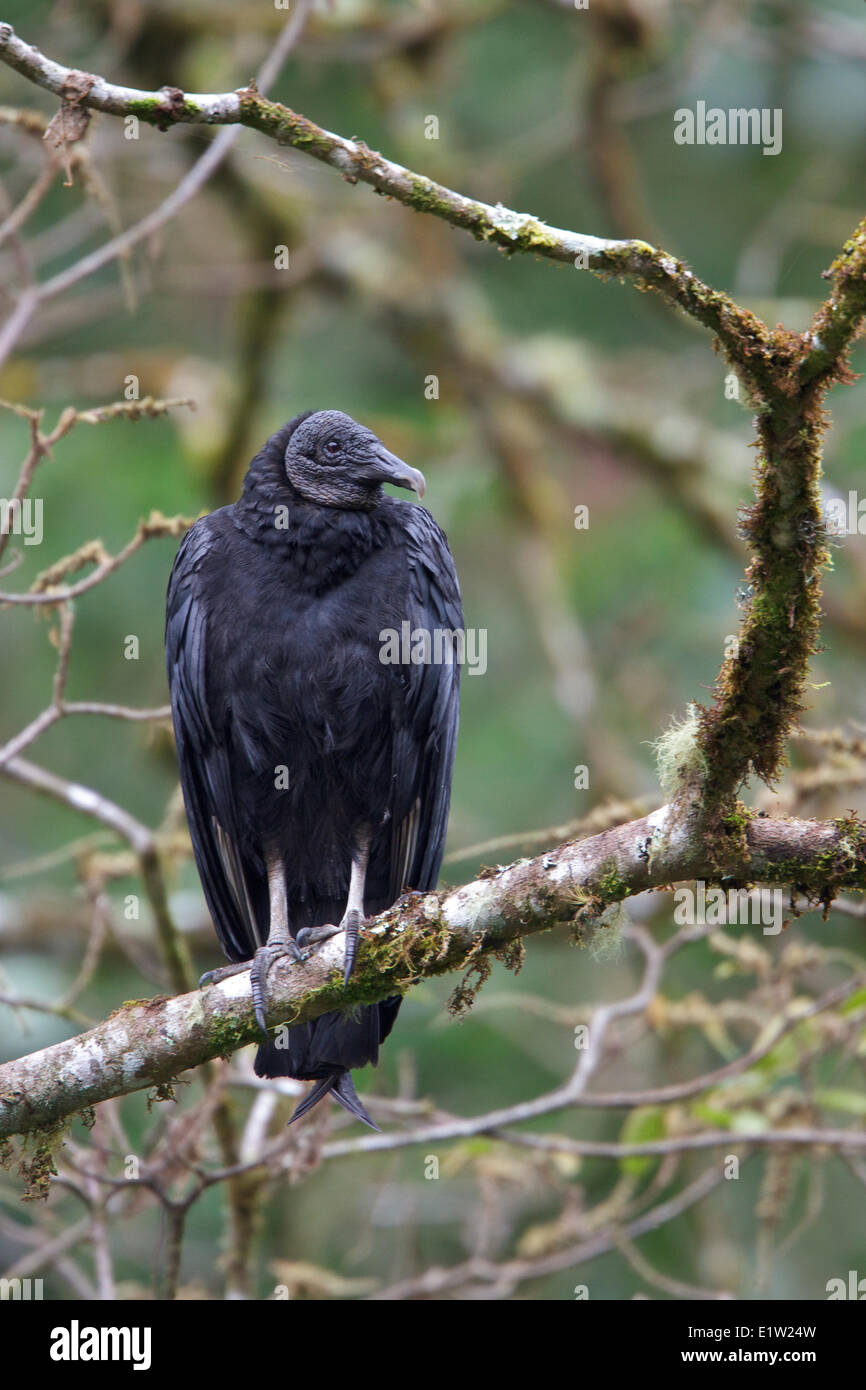 Mönchsgeier (Caagyps Atratus) thront auf einem Ast in Costa Rica. Stockfoto