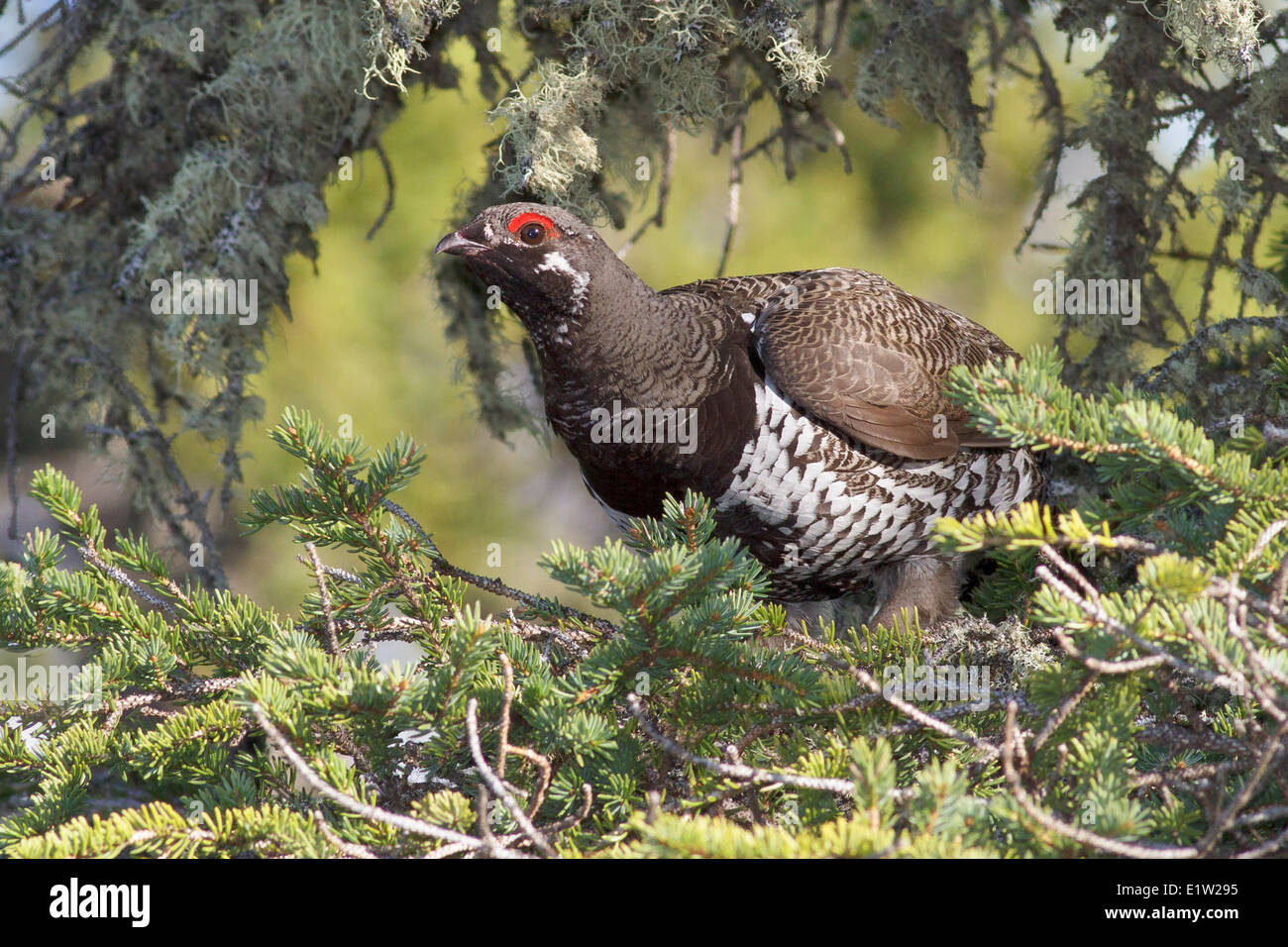 Fichte Grouse (Falcipennis Canadensis) thront auf einem Ast in Churchill, Manitoba, Kanada. Stockfoto