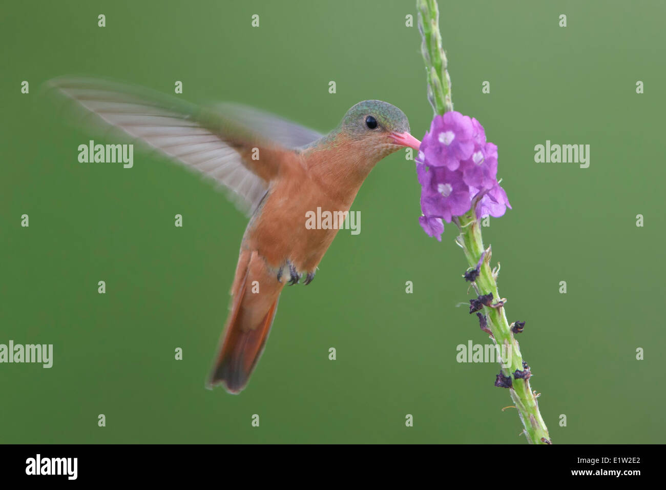 Zimt Kolibri (Amazilia Rutila) fliegen und ernähren sich von einer Blume in Costa Rica. Stockfoto