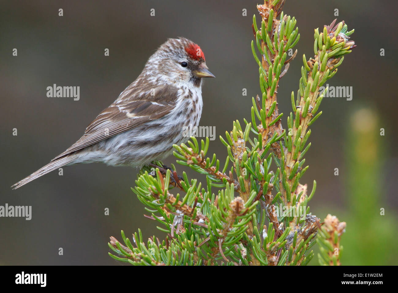 Gemeinsame Redpoll (Zuchtjahr Flammea) thront auf einem Ast in Churchill, Manitoba Kanada. Stockfoto