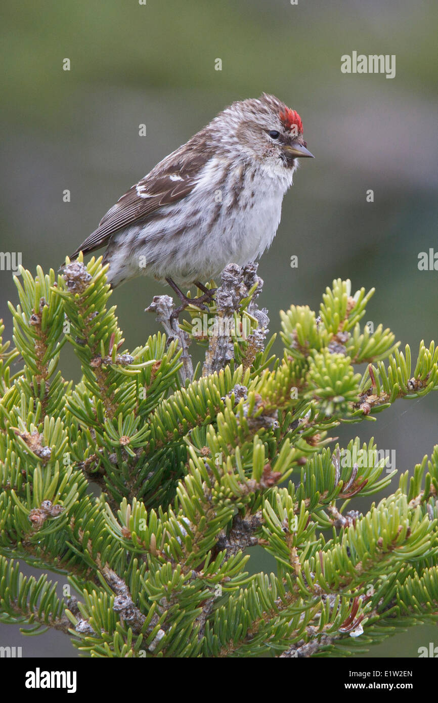 Gemeinsame Redpoll (Zuchtjahr Flammea) thront auf einem Ast in Churchill, Manitoba Kanada. Stockfoto