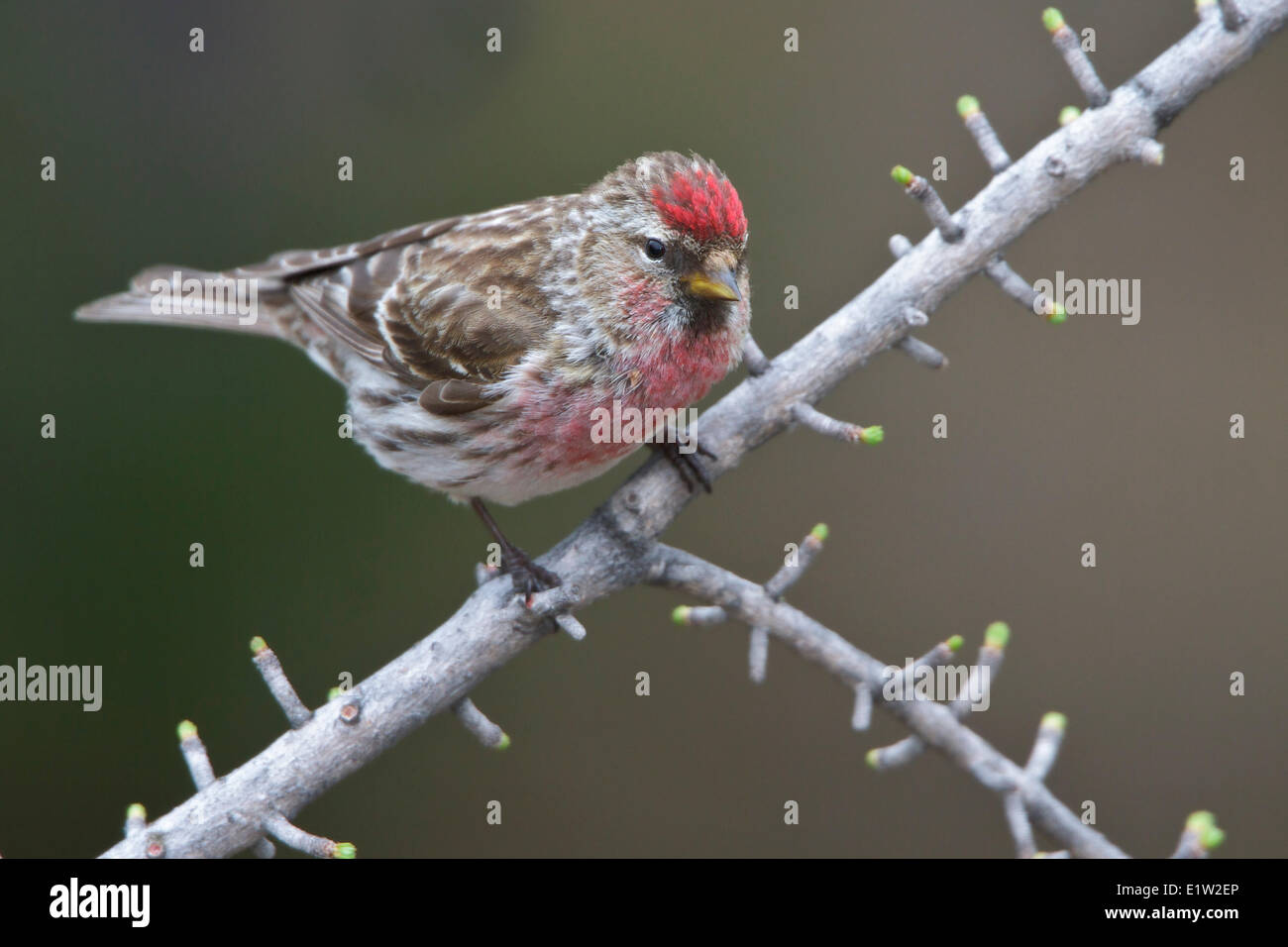 Gemeinsame Redpoll (Zuchtjahr Flammea) thront auf einem Ast in Churchill, Manitoba Kanada. Stockfoto