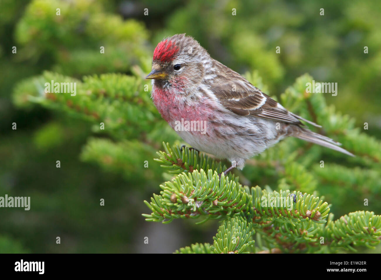 Gemeinsame Redpoll (Zuchtjahr Flammea) thront auf einem Ast in Churchill, Manitoba Kanada. Stockfoto