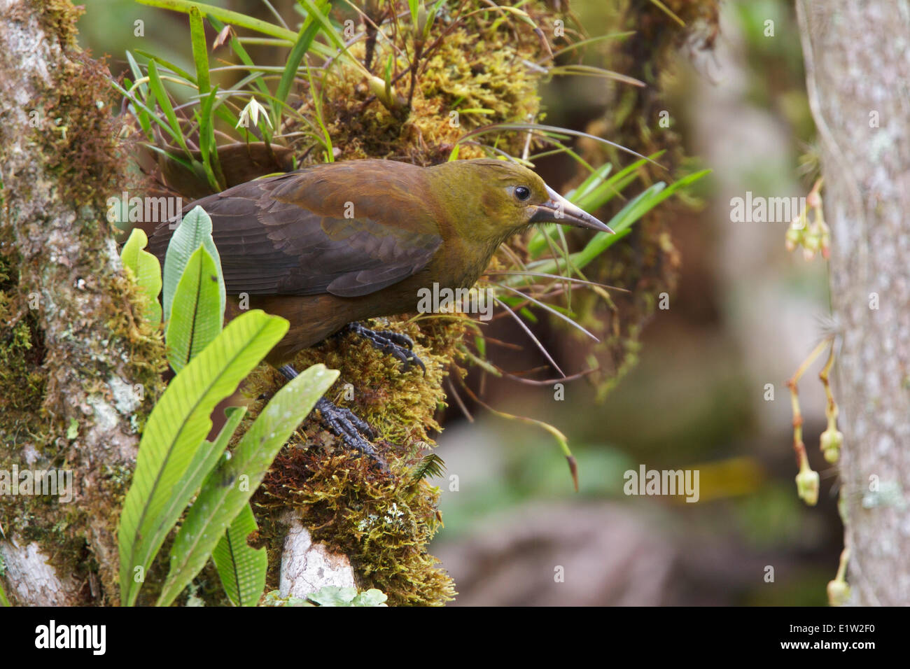 Crested Oropendola, thront auf einem Ast in Ecuador. Stockfoto