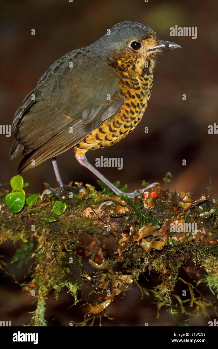 Gewellte Antpitta (Grallaria Squamigera) thront auf dem Boden in Peru. Stockfoto