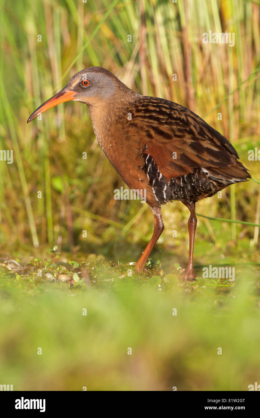 Virginia-Schiene (Rallus Limicola) in einem Sumpf in Ost-Ontario, Kanada. Stockfoto