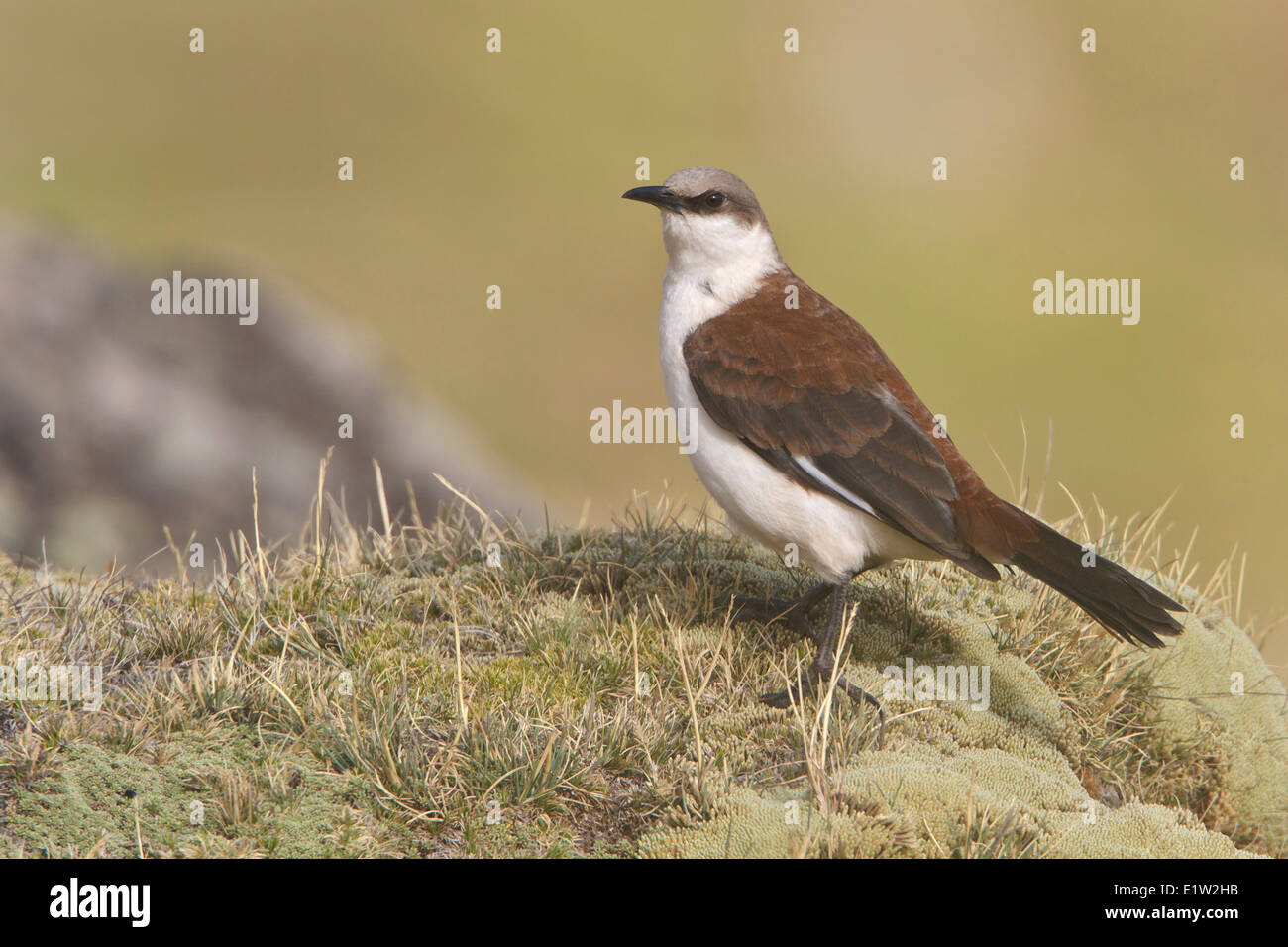 White-bellied Cinclodes (Cinclodes Palliatus) thront auf dem Boden im Hochland von Peru. Stockfoto