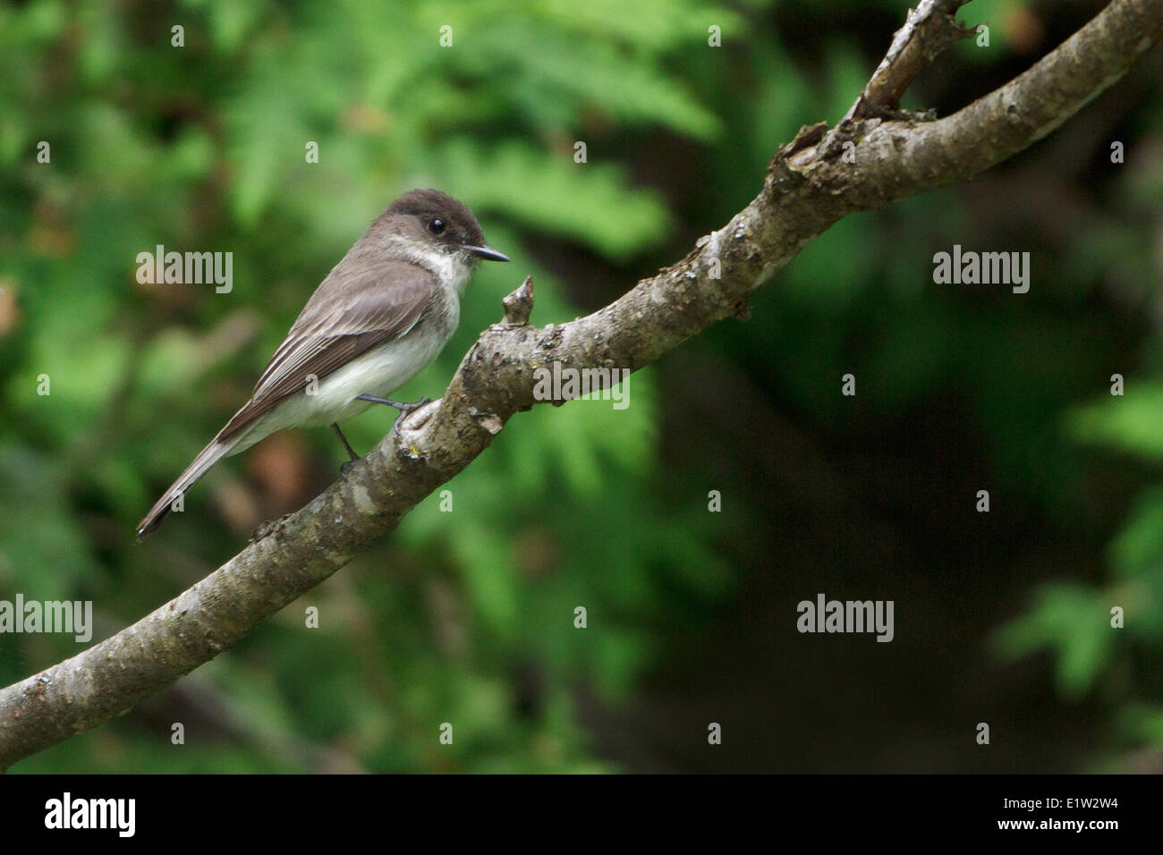 Östlichen Phoebe, Sayornis Phoebe, thront auf einem Ast in Ost-Ontario, Kanada. Stockfoto