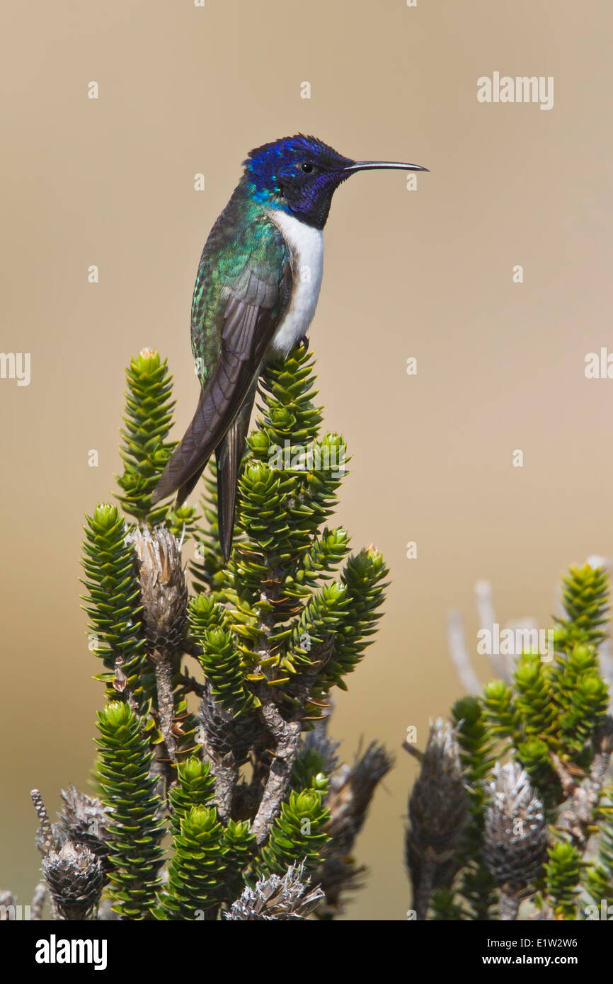 Ecuadorianische Hillstar (Oreotrochilus Chimborazo) thront auf einem Ast in Ecuador. Stockfoto
