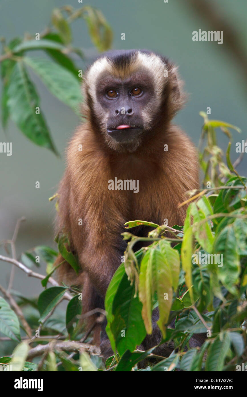 Brauner Kapuziner Affen Stockfoto