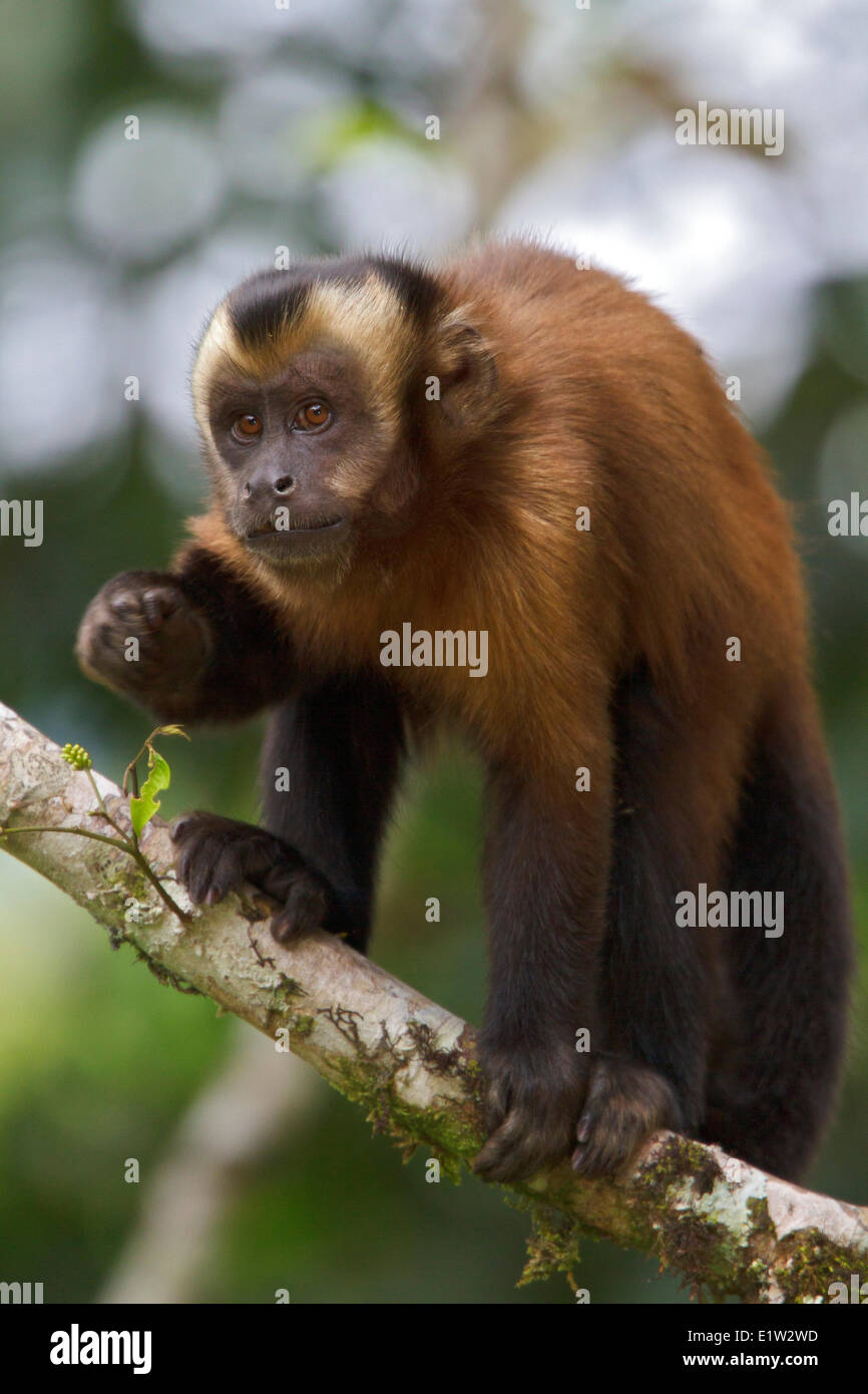 Brauner Kapuziner Affen Stockfoto