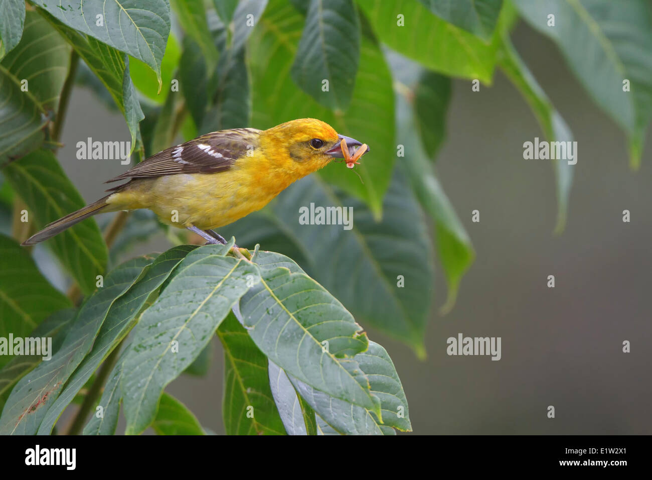 Flamme-farbige Voegel (Piranga Bidentata) thront auf einem Ast in Costa Rica. Stockfoto