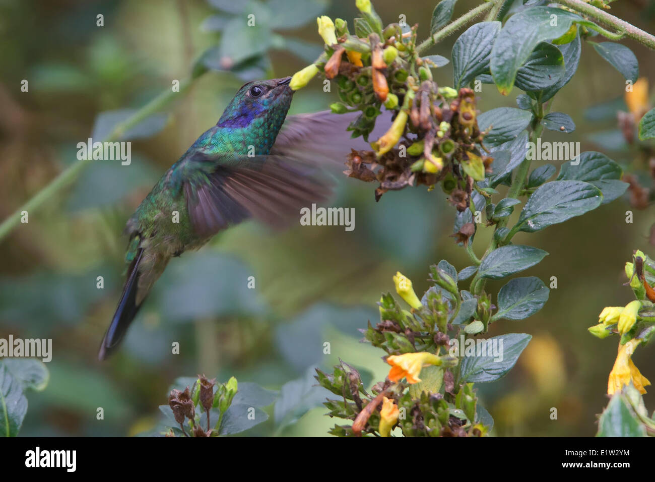 Grünes violett-Ohr (Colibri Thalassinus) fliegen und ernähren sich von einer Blume in Costa Rica. Stockfoto