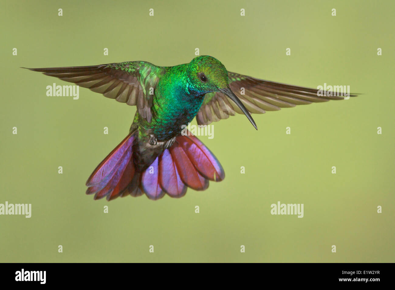 Grün-breasted Mango Anthracothorax Prevostii, fliegen und Fütterung eine Blume in Costa Rica. Stockfoto