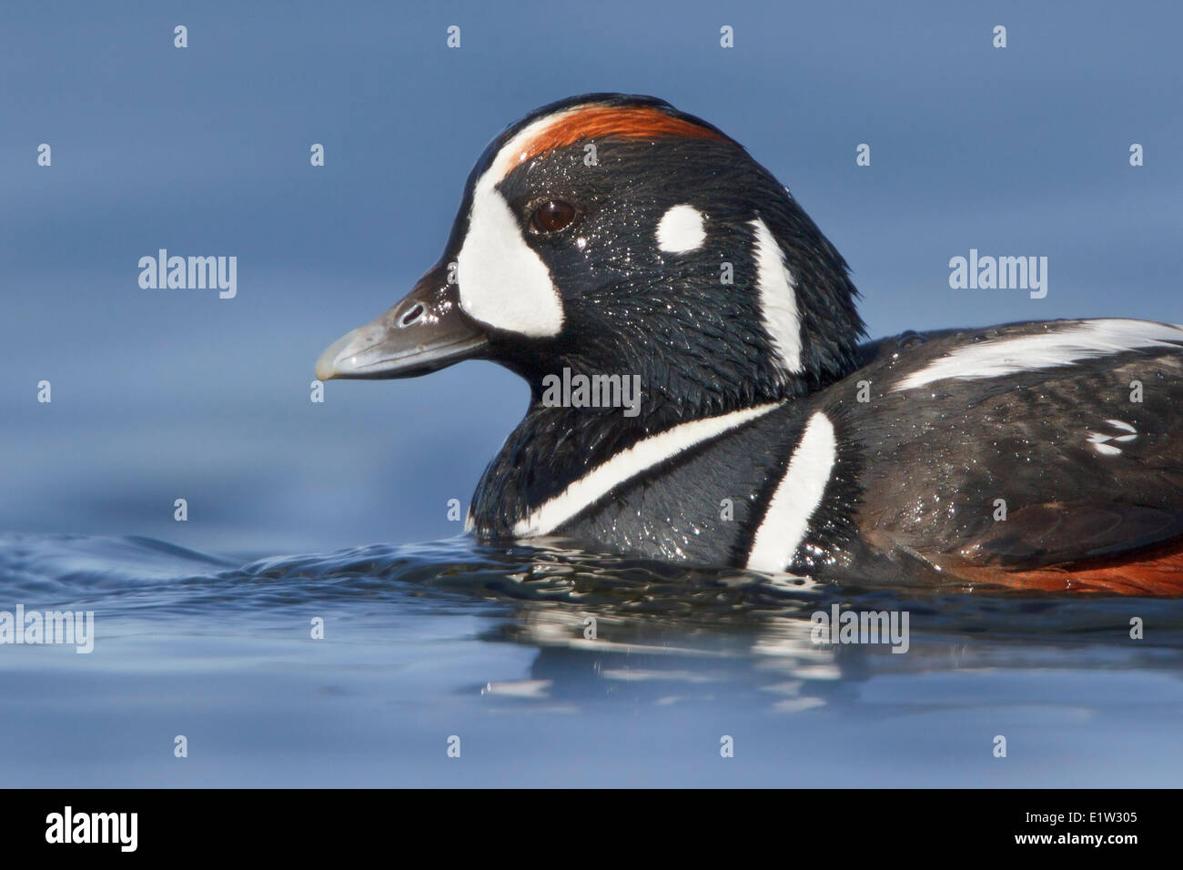 Harlekin-Ente, Histrionicus histrionicus Stockfoto