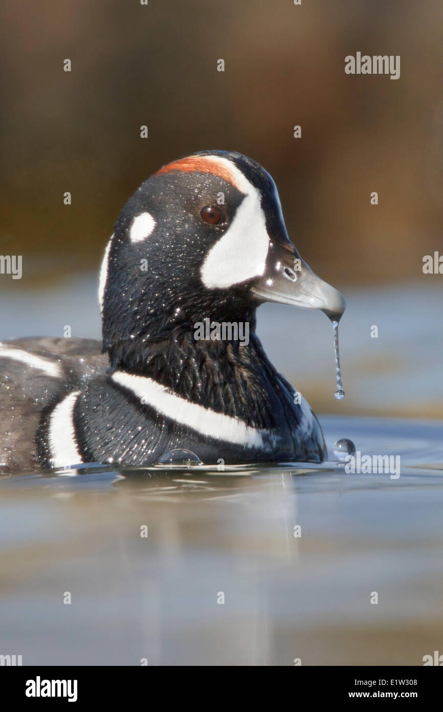 Harlekin-Ente, Histrionicus histrionicus Stockfoto