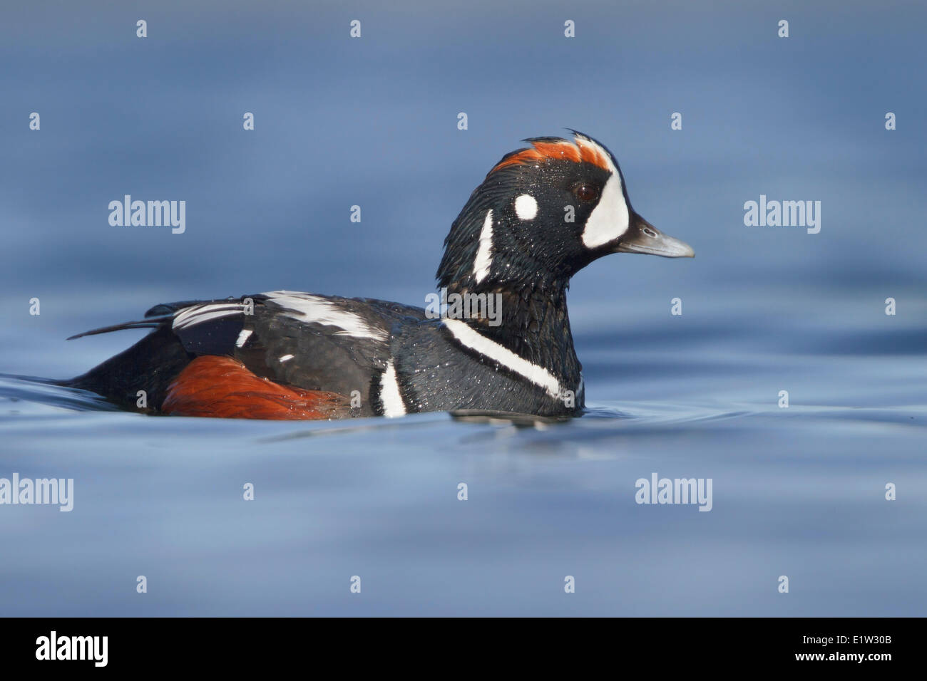 Harlekin-Ente, Histrionicus histrionicus Stockfoto