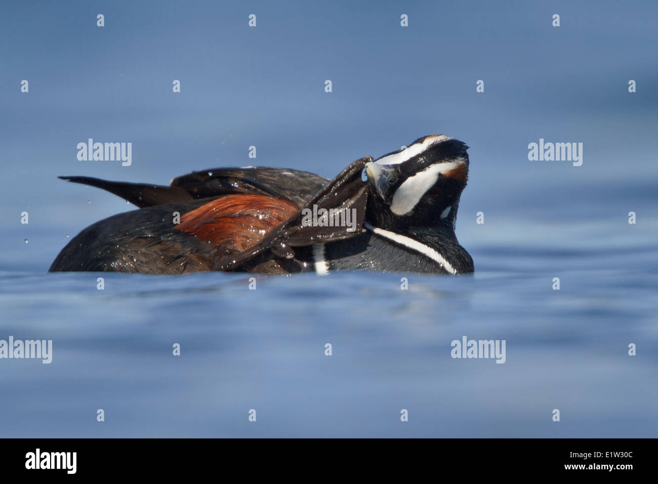 Harlekin-Ente, Histrionicus histrionicus Stockfoto
