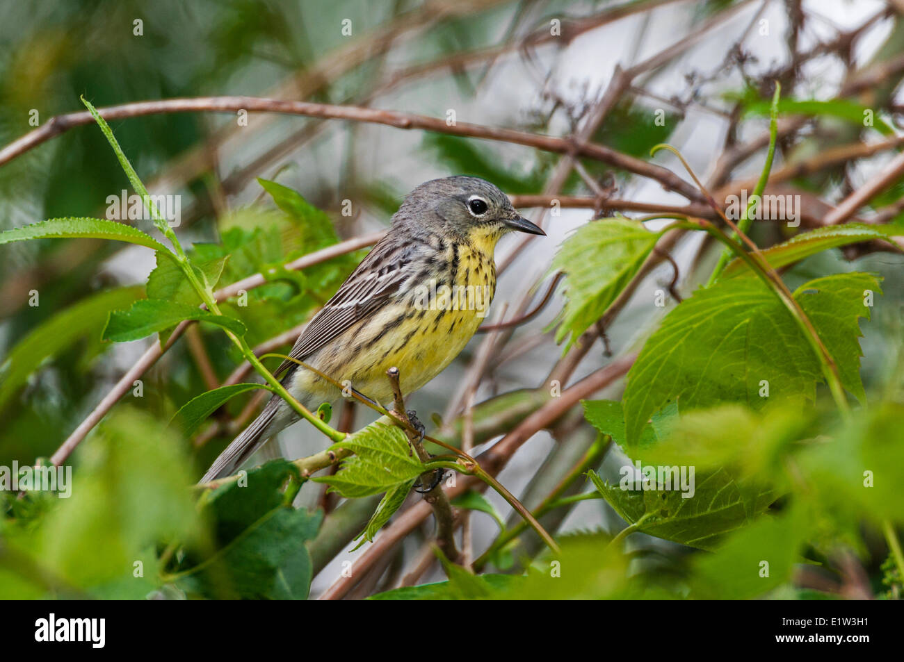 Seltene Kirtland Warbler weiblich (Setophaga Kirtlandii). Frühling Migration. Lake Erie Ottawa National Wildlife Refuge Ohio. Stockfoto