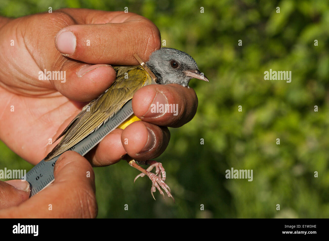 Trauer-Grasmücke (Oporornis Philadelphia) gemessen wird, während der Frühling Vogel Bündchen an Ottawa National Wildlife Refuge See Stockfoto