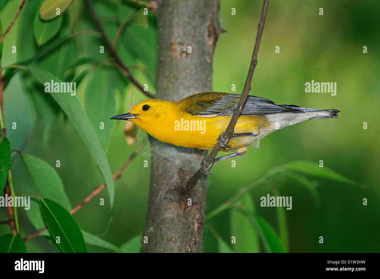 Prothonotary Warbler (Protonotaria Citrea) im Frühjahr. Die einzige Grasmücke im östlichen Nordamerika, der baut sein Nest im Baum Stockfoto