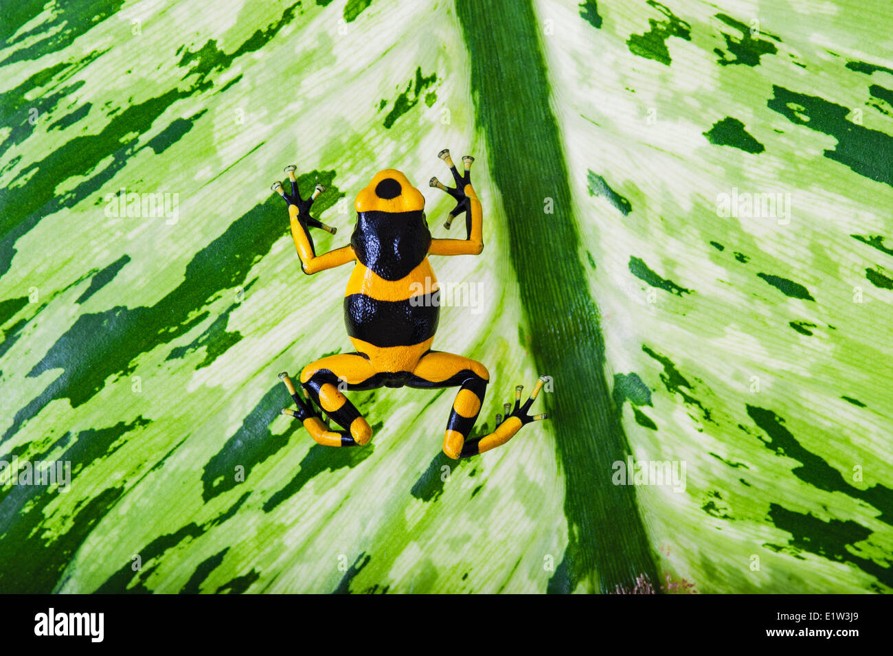 Bumblebee Frosch/Guyana Banded Dart Pfeilgiftfrosch (Dendrobates Leucomelas), Guyana, Südamerika heimisch. Stockfoto