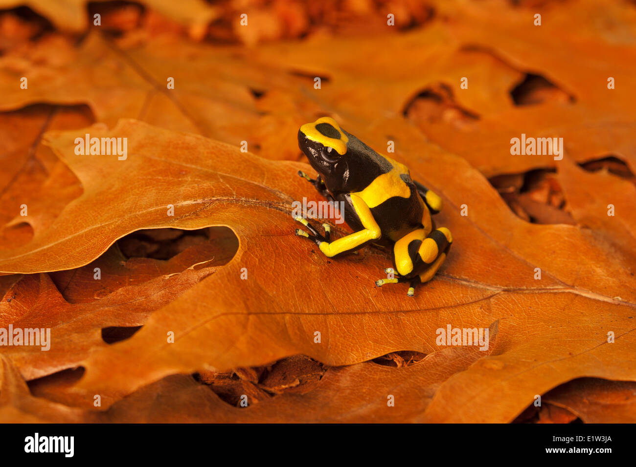 Bumblebee Frosch/Guyana Banded Dart Pfeilgiftfrosch (Dendrobates Leucomelas), Guyana, Südamerika heimisch. Stockfoto