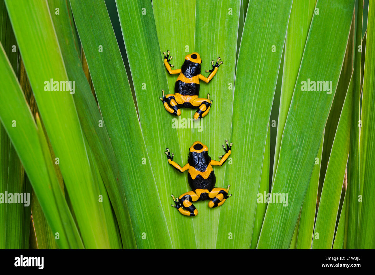 Bumblebee Frosch/Guyana Banded Dart Pfeilgiftfrosch (Dendrobates Leucomelas), Guyana, Südamerika heimisch. Stockfoto