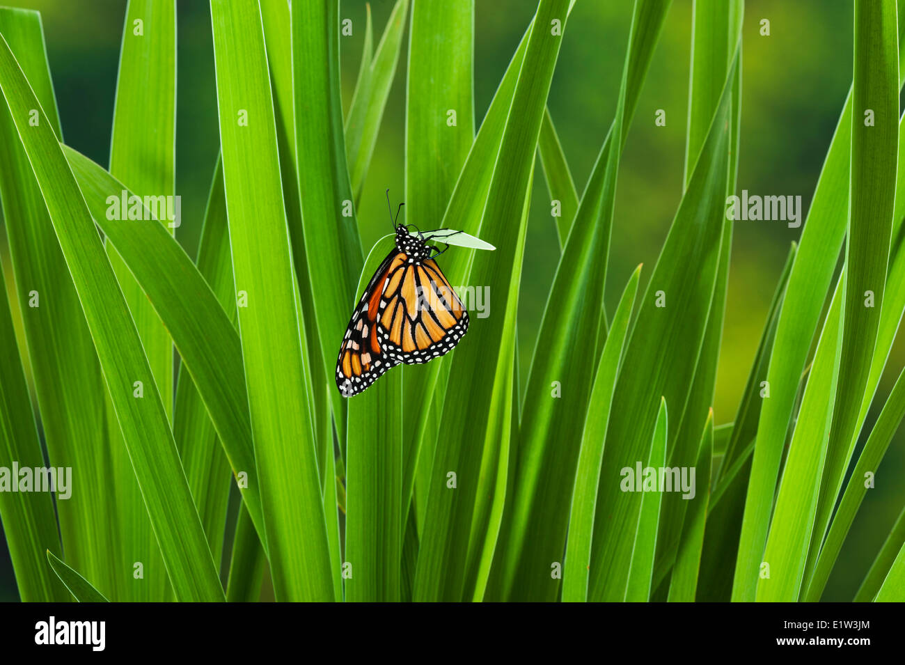 Monarchfalter (Danaus Plexippus) auf blauen Flagge Iris (Iris versicolor), Sommer, Nordamerika. Stockfoto